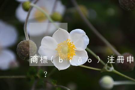 商標(biāo)注冊申請被駁回，怎么辦？